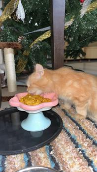 Product Review of Ceramic Flower Shape Cat Bowl Dog Bowl Larger Capacity Pet Feeding Water Bowl Anti-slip Cat Puppy Feeder Kitten Can Plate Easy To Wash from m**y 0