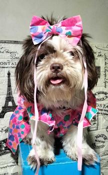 Product Review of Pet Dress Floral Pattern Pleated Hemming Windproof Pet Vest Puppy Flying Sleeve Clothes for Spring from L**💕 1