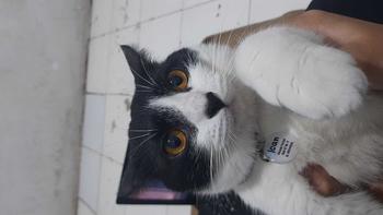 Product Review of Kalung Kucing Bahan Kulit Bisa Costum Nama from v**e 2