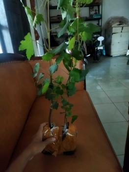 Product Review of benih anggur diamond Muscat di jamin manis biji lunak from ** 1