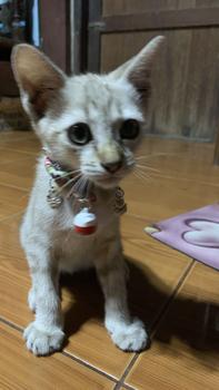 Product Review of ปอกคอแมว ไม้การบูรปลอกคอป้องกันหมัด ปรับความกว้างได้ ไม้ลูกการบูรไม่มีกลิ่น ป้องกันหมัด เห็บ ฯลฯ อย่างได้ผล น่ารักสไตล์ญี่ปุ่น Creative.life from L**g 0