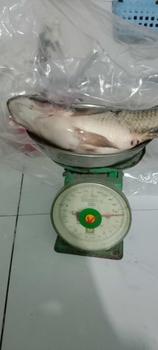 Product Review of Combo phao t.chọn98 from 🌹**🌹 3