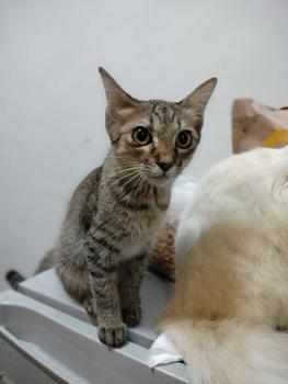 Product Review of 1kg Nutri Care Nutricare All Stages Organic Cat Dry Salmon Tuna Food Aozi Cat Adult Kitten from A**a 2