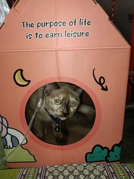 Product Review of PetWeCare กระดานลับเล็บแมวขนาดใหญ่สากลสำหรับทุกฤดูกาล,COD รังแมว,กระดานเล็บแมวกระดาษลูกฟูกของใช้น้องแมว โซฟาลับเล็บแมว ที่ลับเล็บแมว from ว**🐱 1