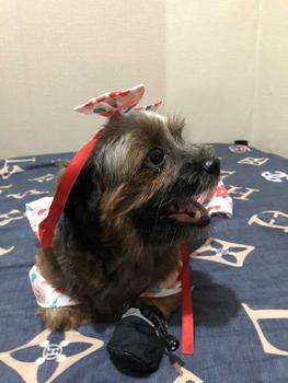 Product Review of Pet Dress Floral Pattern Pleated Hemming Windproof Pet Vest Puppy Flying Sleeve Clothes for Spring from a**a 0