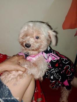 Product Review of Simple Pet Dresses and Simple Gown for Dog Cat Pets from E**m O**r 1