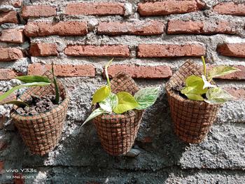 Product Review of Pot anggrek tempel dinding serabut kelapa Bunga Pvc from M**i 0