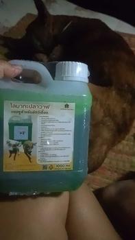 Product Review of แชมพูสำหรับสัตว์เลี้ยงกลิ่นมะกรูด หอมนาน สำหรับสัตว์เลี้ยง แชมพูอาบน้ำสุนัข แชมพูอาบน้ำแมว from ม**ง 0