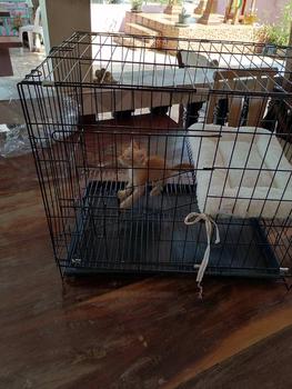 Product Review of Petstern ที่นอนแมว ใช้ได้ 2 ฝั่ง เบาะสัตว์เลี้ยง เบาะรองนอนแมว นุ่ม สบาย ที่นอนสุนัข ที่นอนสัตว์เลี้ยง สามารถใส่กรงได้ from S**y M**y 0