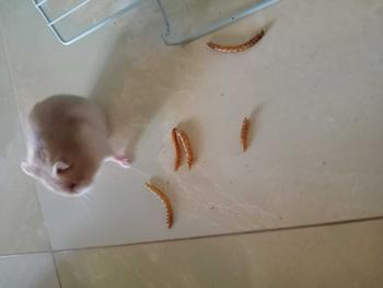 Product Review of Sâu size trung sấy khô thức ăn cho hamster sóc nhím from n**6 0