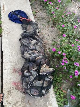 Product Review of PHAO ĐẠT MA THANH LÝ Đi Câu Fishing Câu Cá from T** N**n 0