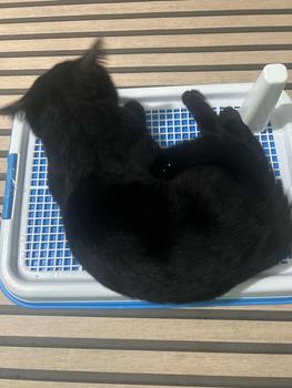 Product Review of PET GROCER Dog Training Potty Pad (With Stand) Dog Poop Tray Pet Toilet Dog Toilet Pet Dog Cat Toilet Dog Poop Tray Litter Box Dog Pee Pad Tray Pet Poop Tray from M**s 1