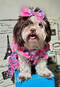 Product Review of Pet Dress Floral Pattern Pleated Hemming Windproof Pet Vest Puppy Flying Sleeve Clothes for Spring from L**💕 0