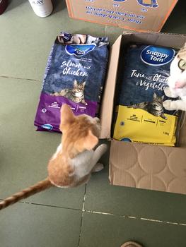 Product Review of Hạt khô cho mèo Snappy Tom 1.5kg -Oceanfish - Salom with Chicken - Tuna with Chicken & Vegetable from N** c** 1** c** b** 1