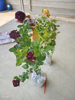Product Review of ต้นกุหลาบงาน2ต้น ต่อ1รหัส from Y**e 1