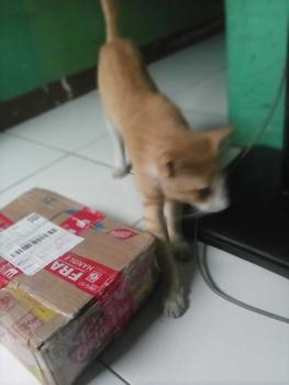 Product Review of Kecimpring Singkong Bawang Daun 1 KG Comring Cemilan / Food / Snack Makanan from y**i @** 0