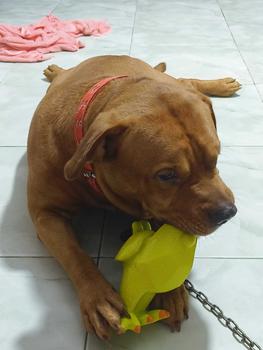 Product Review of CleverPet ของเล่นสุนัข ไก่ บีบมีเสียง ของเล่นหมา เหนียวและทน Latex Chicken Dog Toy from R**y 0
