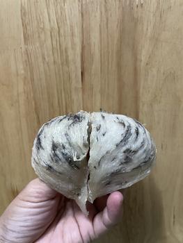Product Review of Tổ Thô AB (tổ lớn) GIÀ ĐẸP ÍT LÔNG - Tổ Yến biển Miền Trung from M** c** M** ** 1