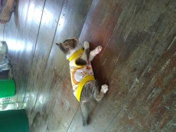 Product Review of เบอร์ 0 เสื้อสัตว์เลี้ยง รอบ-อก 8 นิ้ว สุนัข แมว กระต่าย from @**8 1