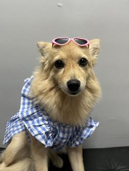 Product Review of Pet Dress Floral Pattern Pleated Hemming Windproof Pet Vest Puppy Flying Sleeve Clothes for Spring from ** ** ** ** 𐙚**✿ 1