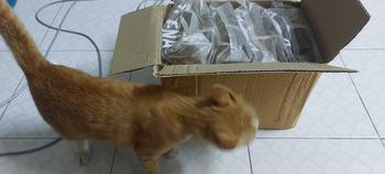 Product Review of LENA อาหารแมวแบบเม็ด ควบคุมความเค็ม ไม่เติมเกลือ ขนาด 1kg x 4 ถุง from น**ต 1