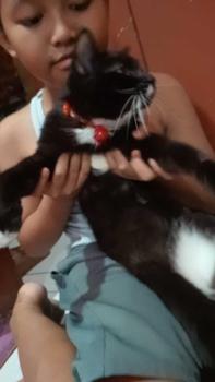 Product Review of Kalung Kucing Motif Pinquin Kunci Premium Lonceng Ufo from m**a a**) 2