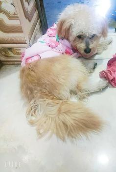 Product Review of Lược Chải Lông Cho Chó Mèo Lược Chải Bông Lông, Lấy Lông Rụng Chó Mè from Đ**g T** H**g N**c 0