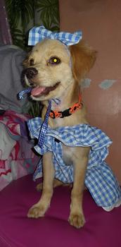 Product Review of Pet Dress Floral Pattern Pleated Hemming Windproof Pet Vest Puppy Flying Sleeve Clothes for Spring from B**y ** M**e 2