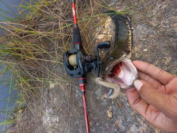 Product Review of Joran pancing Ul imperator from o**g b**a 1