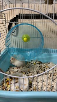 Product Review of Wheel chạy cho hamster Luna Pet VQ03 - Vòng chạy cho hamster from H**🔥 1