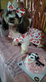 Product Review of Pet Dress Floral Pattern Pleated Hemming Windproof Pet Vest Puppy Flying Sleeve Clothes for Spring from j**i 0