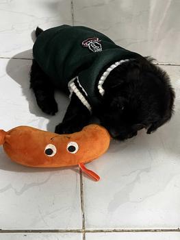 Product Review of Đồ chơi nhồi bông cho chó mèo ôm đi ngủ - Xúc xích nhồi bông cho chó mèo gặm sạch răng (PET 0069) - PetChoice from T** B** 0** 1