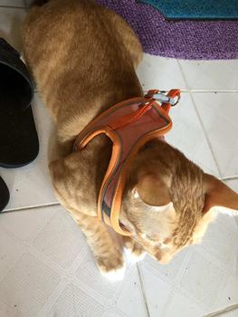 Product Review of สำหรับลูกสุนัขแมว กระต่ายเสื้อกั๊กกลางแจ้งสายรัดสายจูงสุนัขปรับได้อุปกรณ์เสริมแมวนุ่มสายรัดแมวปลอกคอสัตว์เลี้ยงเสื้อกั๊ก from P**a P** K**a 2