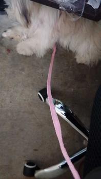 Product Review of Pet Leash Collar with Bell Printed Patch Dog Leash, Small Cat Leash 1 Cm Wide from j**a 1