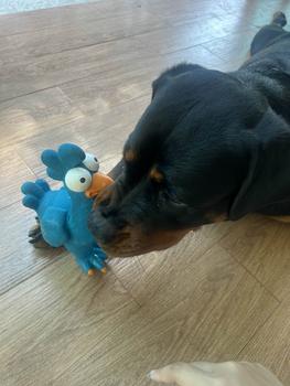 Product Review of CleverPet ของเล่นสุนัข ไก่ บีบมีเสียง ของเล่นหมา เหนียวและทน Latex Chicken Dog Toy from P**y 0