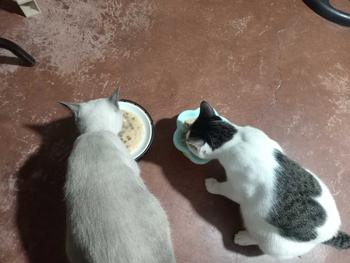 Product Review of Ceramic Flower Shape Cat Bowl Dog Bowl Larger Capacity Pet Feeding Water Bowl Anti-slip Cat Puppy Feeder Kitten Can Plate Easy To Wash from (**) 3
