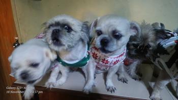 Product Review of Christmas Dog Clothes for Shih Tzu Halloween Pet Vest Cat Tshirt New Year Puppy Costume from G**p 0