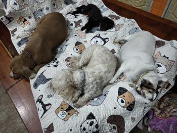 Product Review of My Paws เสื่อสัตว์เลี้ยง (A) แผ่นนอนรองกรง เสื่อแมวสุนัข ที่นอนแมวและสุนัข เบาะโซฟา ผ้าปูกรง ผ้าปูกันรอย from ล**🐳 3