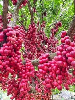 Product Review of Đầu Vòi Hoa Sen Trong Phòng Tắm, 5 Chế Độ, Áp Suất Cao, Vòi Phun Tiết Kiệm Nước, Vòi Phun Mát Xa, Vòi Phun, Phụ Kiện Phòng Tắm from 9**n 0
