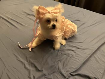 Product Review of Pet Dress Floral Pattern Pleated Hemming Windproof Pet Vest Puppy Flying Sleeve Clothes for Spring from k**t 3