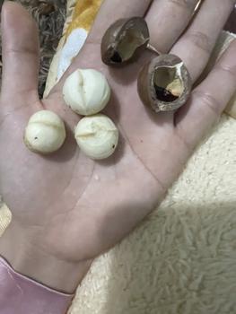 Product Review of 500gr Hạt Macca Sấy Đăk Lăk (1 Lon/ Túi zip) Dung Dương Đăk Lăk Food Snack Ăn Vặt Thức Ăn Cay Nuts from N**n H**n 0