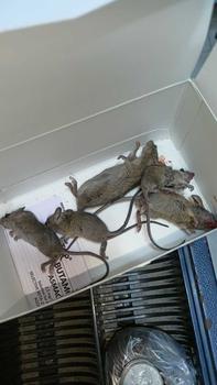 Product Review of Latest Mouse killer complimentary two traps can be reused White from B**A 0