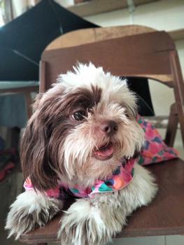 Product Review of Pet Dress Floral Pattern Pleated Hemming Windproof Pet Vest Puppy Flying Sleeve Clothes for Spring from L**💕 2