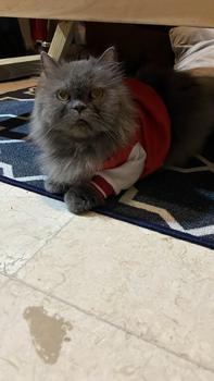 Product Review of baju kucing lucu aksesoris hewan peliharaan - BUKIPET BASIC VARSITY from L** L**g 0