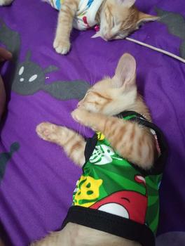 Product Review of เบอร์ 0 เสื้อสัตว์เลี้ยง รอบ-อก 8 นิ้ว สุนัข แมว กระต่าย from ข**3 0