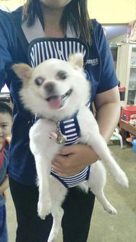 Product Review of KUMA เป้อุ้มสุนัข แมว กระเป๋าสะพายสัตว์เลี้ยง กระเป๋าสัตว์เลี้ยง สะพายได้ทั้งด้านหน้าและหลัง เป้หมา เป้แมว from ย**ก 1