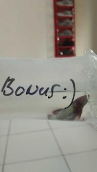 Product Review of OBAT IKAN HIAS - HALFMOON INDONESIA from R**_ 1
