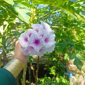 Product Review of Áo Ngực Hình Tròn, OCKIS, Thiết Kế Không Dây, Đẩy Lên, Chống Trượt, Đồ Lót Nữ, Định Hình Tôn Dáng, [Thanh Toán Khi Nhận Hàng] Women Bra from N**c T**n 0