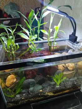 Product Review of Aquarium Light Aquarium Led Lights Jar Lamp White Light Portable Lights to Illuminate Fish Tanks LED Light Clip from 3**s 2