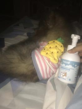 Product Review of Petcho โฟมอาบน้ำแห้งสัตว์เลี้ยง แชมพูหมาและแมว กลิ่นหอม สูตรอ่อนโยน สะอาด from เ**🐶 1